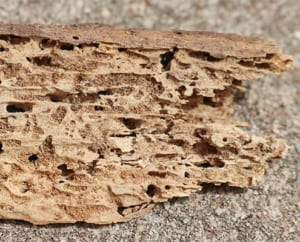 Termite and Wood Destroying Insect Inspections